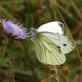 Fiche Pieris napi (Linnaeus, 1758)