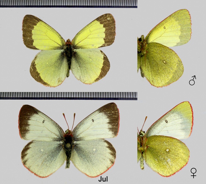 Colias palaeno (Linnaeus, 1760)