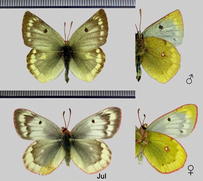 Colias phicomone (Esper, 1780)