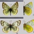 Colias phicomone (Esper, 1780)