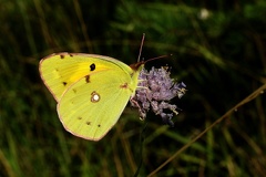 Colias alfacariensis Ribbe, 1905