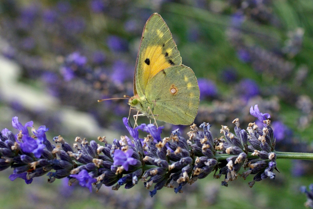 Colias crocea (Geoffroy in Fourcroy, 1785)