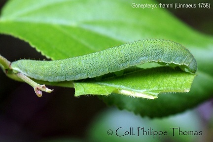 Gonepteryx rhamni (Linnaeus, 1758)-Chenille