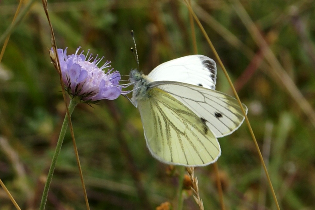 Pieris napi (Linnaeus, 1758)