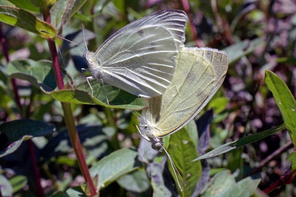 Pieris rapae (Linnaeus, 1758)