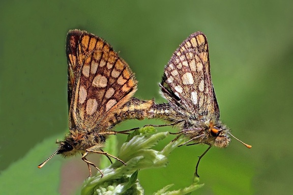 Carterocephalus palaemon (Pallas, 1771)