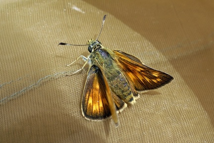 Ochlodes sylvanus (Esper, 1777)