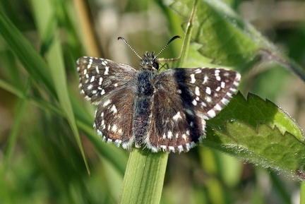 Pyrgus malvae (Linnaeus, 1758)