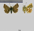 Spialia sertorius (Hoffmannsegg, 1804)
