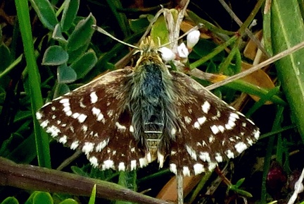 Spialia sertorius (Hoffmannsegg, 1804)