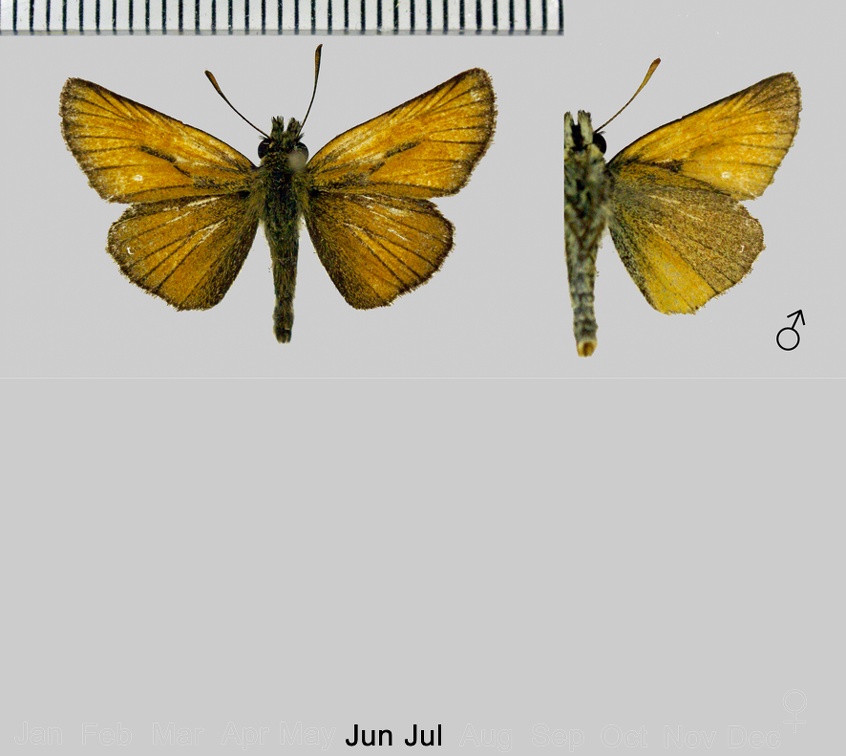 Thymelicus sylvestris (Poda, 1761)