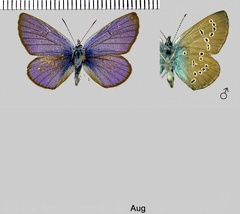 Cyaniris semiargus (Rottemburg, 1775)