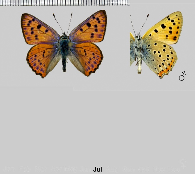 Lycaena-alciphron-gordius-(Sulzer,1776).jpg