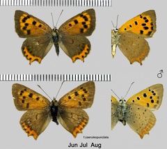 Lycaena phlaeas (Linnaeus, 1760)