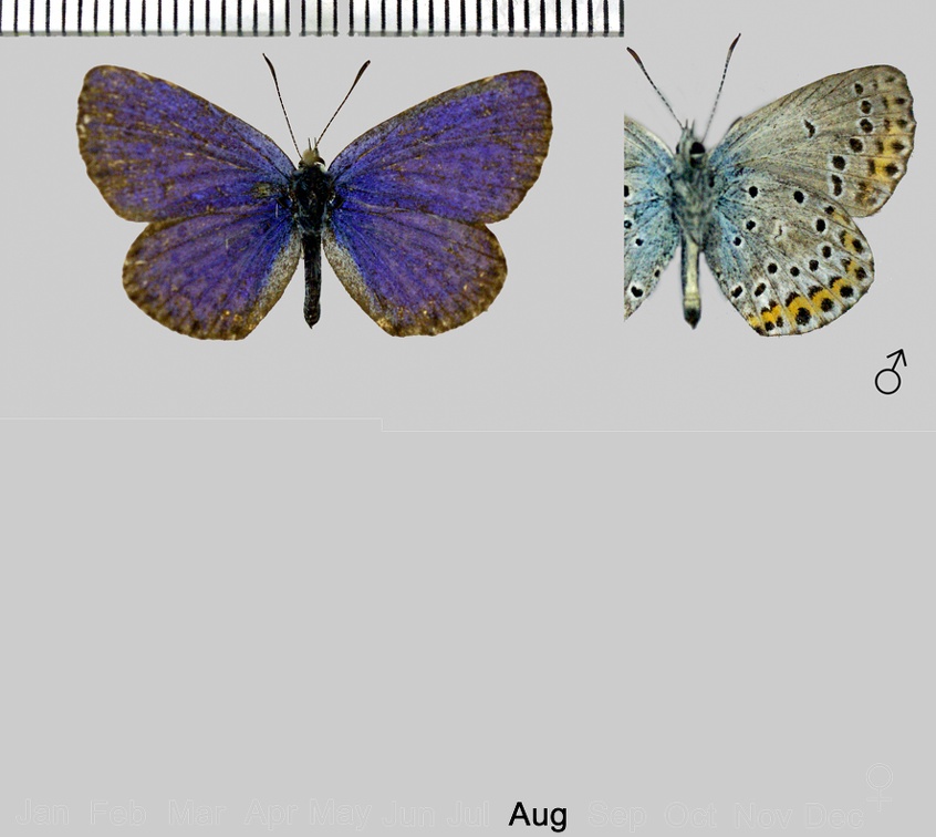 Plebejus argus (Linnaeus, 1758)