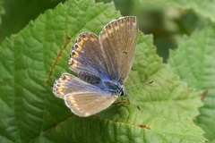 Lysandra bellargus (Rottemburg, 1775)