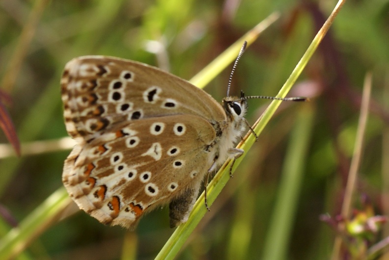 Lysandra bellargus (Rottemburg, 1775)