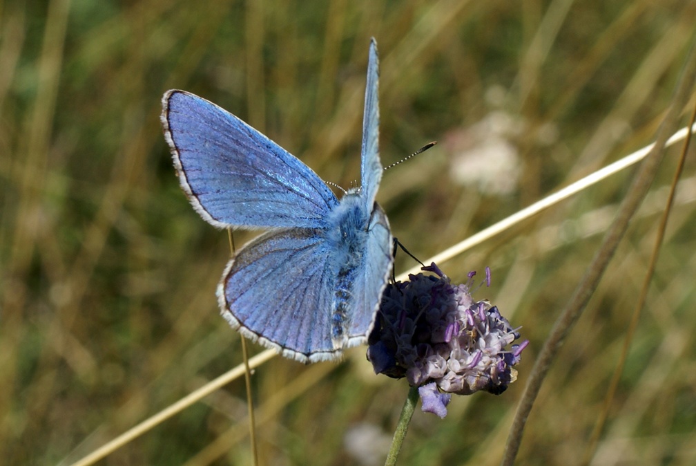 Lysandra bellargus (Rottemburg, 1775)