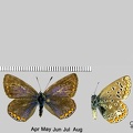 Polyommatus icarus (Rottemburg, 1775) 