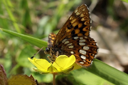 Hamearis lucina (Linnaeus, 1758)