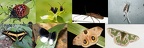 Insectes de Guyane Française