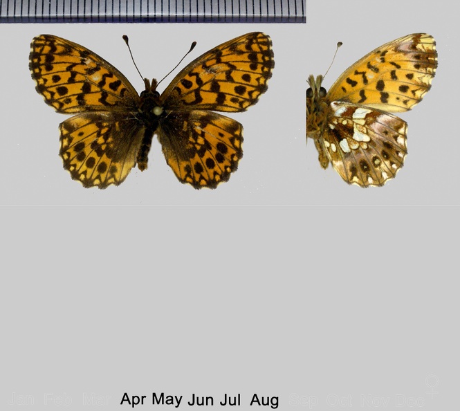 Boloria-dia-(Linnaeus,-1767).jpg