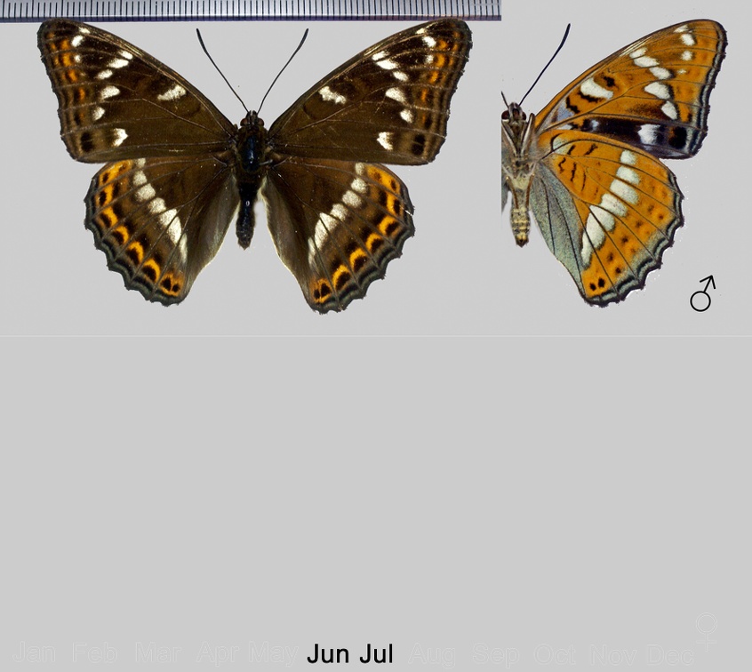 Limenitis populi (Linnaeus, 1758)