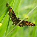 Melitaea athalia (Rottemburg, 1775)