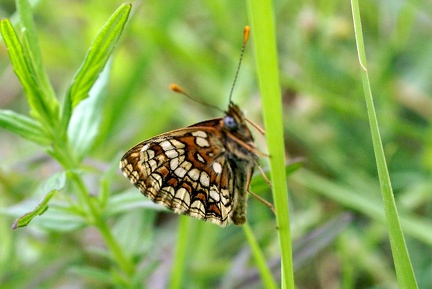 Melitaea athalia (Rottemburg, 1775)