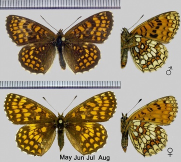 Melitaea athalia (Rottemburg, 1775)