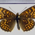 <!--hidden-->Melitaea athalia (Rottemburg, 1775)-Montreuil