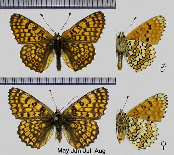 Melitaea-cinxia-(Linnaeus,-1758).jpg