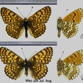 Melitaea cinxia (Linnaeus, 1758)