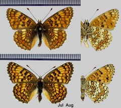 Melitaea phoebe (Denis & Schiffermüller, 1775)