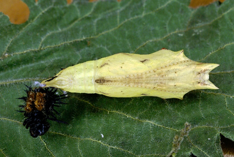 Aglais io (Linnaeus, 1758)-Chrysalide