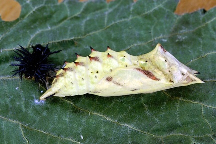 Aglais io (Linnaeus, 1758)-Chrysalide