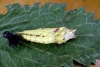 Aglais io (Linnaeus, 1758)-Chrysalide