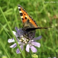 Aglais urticae (Linnaeus, 1758)