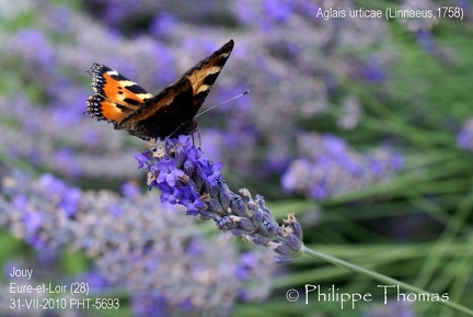 Aglais urticae (Linnaeus, 1758)