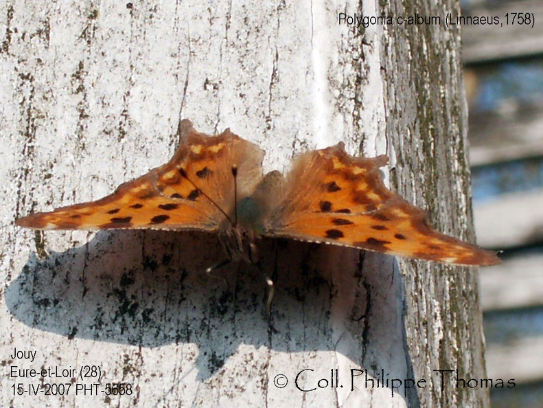 Polygonia c-album (Linnaeus, 1758)