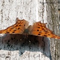 Polygonia c-album (Linnaeus, 1758)