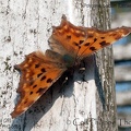 Polygonia c-album (Linnaeus, 1758)