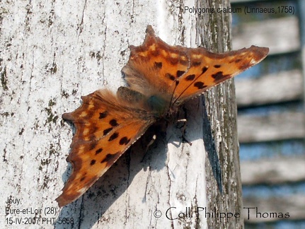 Polygonia c-album (Linnaeus, 1758)