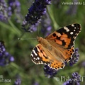 Vanessa cardui (Linnaeus, 1758)