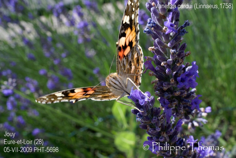 Vanessa cardui (Linnaeus, 1758)