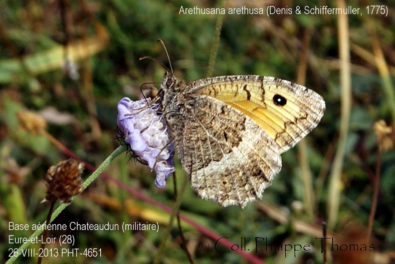 Arethusana arethusa (Denis & Schiffermüller, 1775)