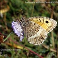 Arethusana arethusa (Denis & Schiffermüller, 1775)