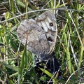 Chazara briseis (Linnaeus, 1764)