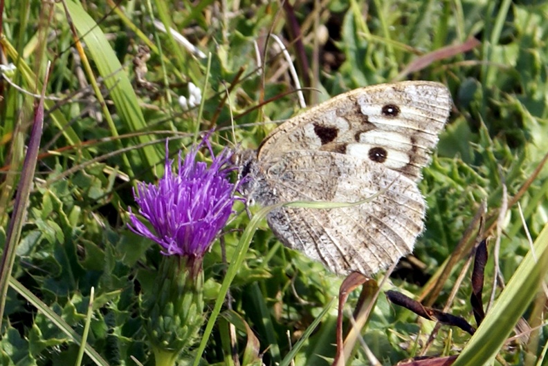 Chazara briseis (Linnaeus, 1764)