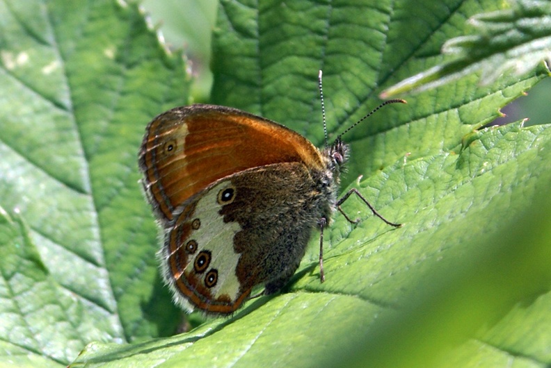 Coenonympha arcania (Linnaeus, 1760)